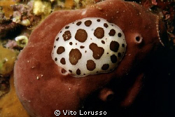 Nudibranchs - Discodoris atromaculata by Vito Lorusso 